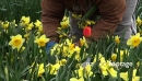 Picking Daffodils 4323